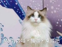 Mollyの喵·猫咖·桌游吧