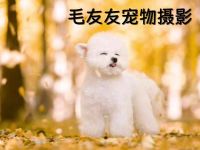 毛友友宠物摄影(郎园Park店)