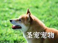 圣宠宠物(兴怀大街甲店)