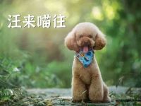 汪来喵往(新城东街店)