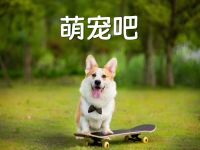 萌宠吧(北京密云区)