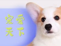 宠爱天下(延庆区分店)