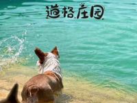 道格庄园Dog Manor宠物乐园