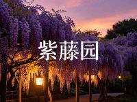 紫藤园·沉浸式采耳