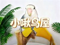 小啾鸟屋
